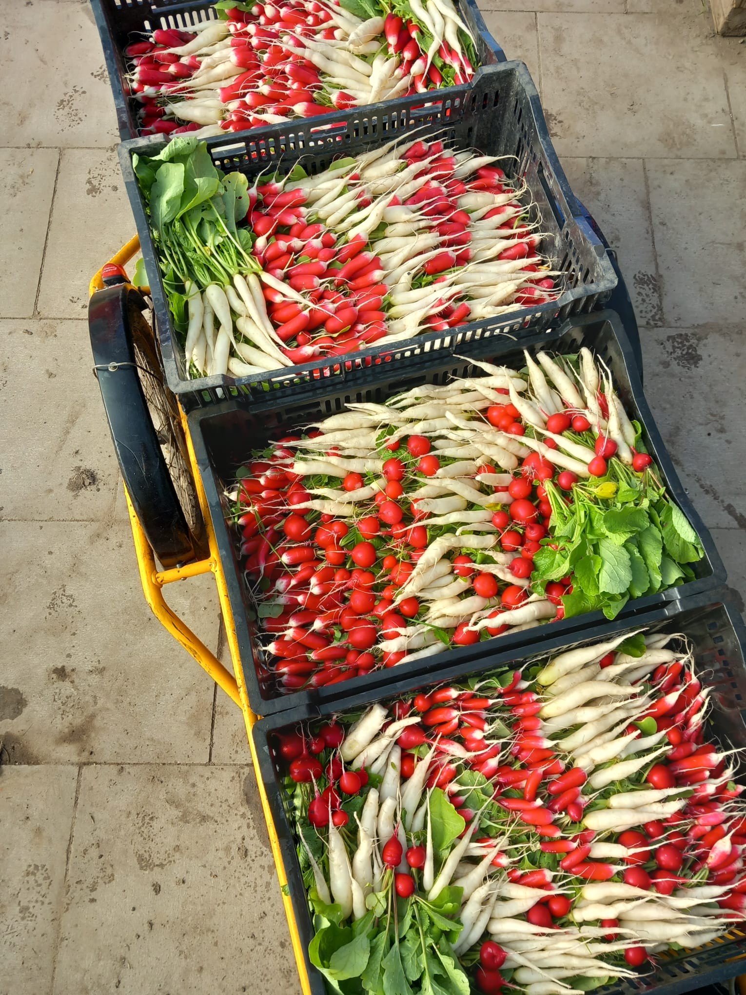 WhatsApp%20Image%202026-04-08%20at%2018.49.24%20%282%29